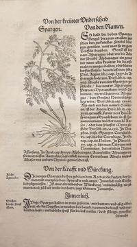 [Natural History] Bock, Hieronymus. Kreüter Buch...