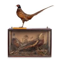A Victorian Taxidermy Pheasant Diorama and Pheasant Mount