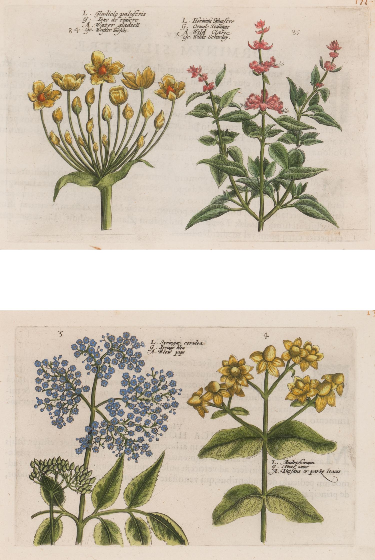 A Set of Six Framed Colored Botanical Engravings