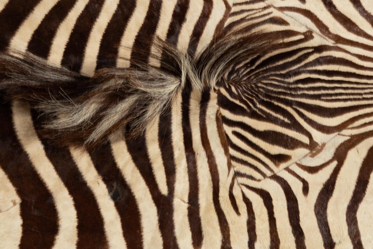 A Taxidermy Zebra Rug