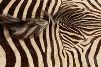 A Taxidermy Zebra Rug