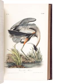 AUDUBON, John James (1785-1851). The Birds of America, from Drawings Made in the United States and their Territories . New York: J.J. Audubon; Philadelphia: J.B. Chevalier, [1839-] 1840-1844.
