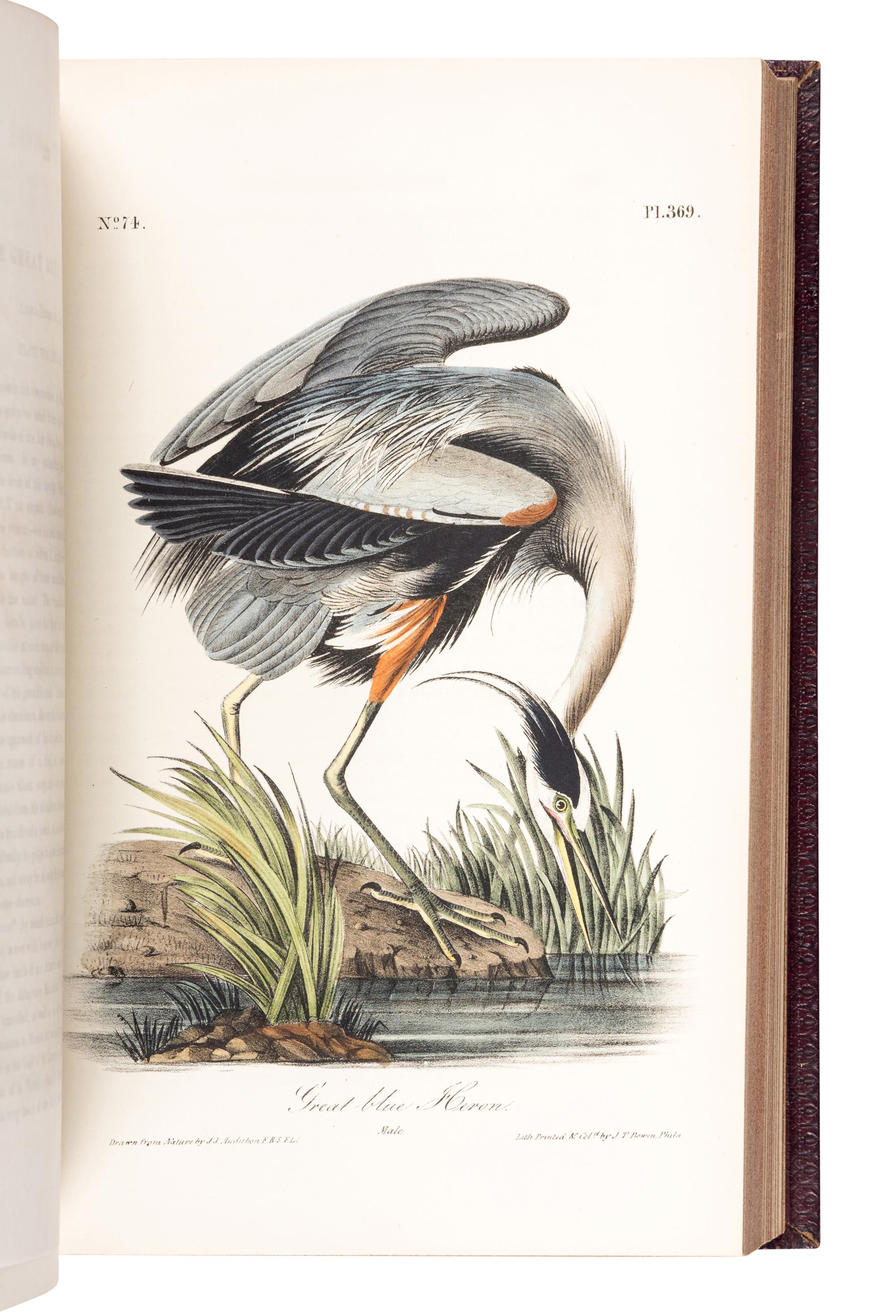 AUDUBON, John James (1785-1851). The Birds of America, from Drawings Made in the United States and their Territories . New York: J.J. Audubon; Philadelphia: J.B. Chevalier, [1839-] 1840-1844.