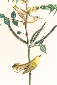 AUDUBON, John James (1785-1851)