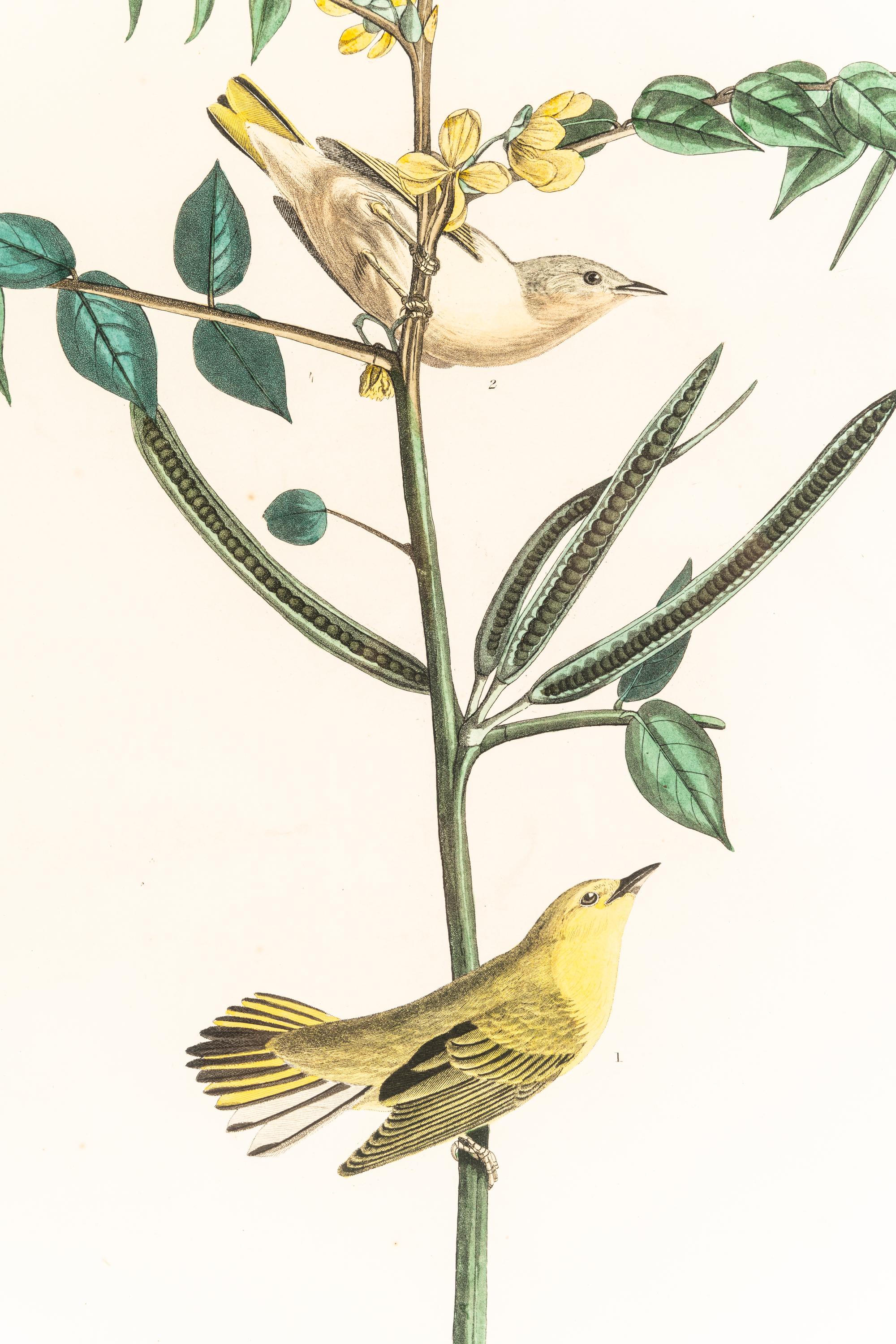 AUDUBON, John James (1785-1851)
