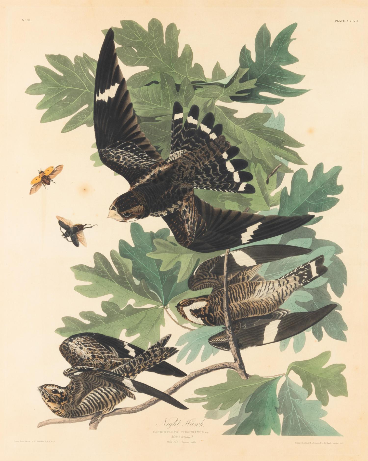 An Ornithological Print