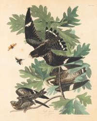An Ornithological Print
