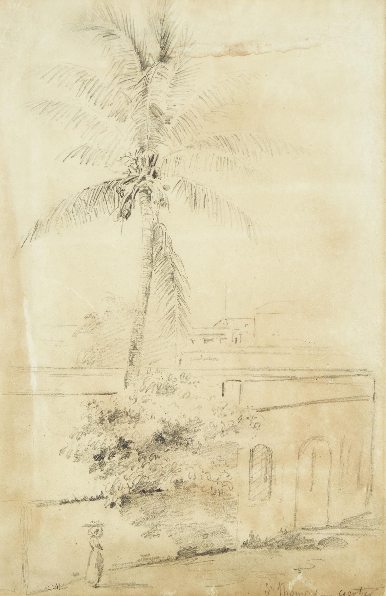 Cocotier (Saint Thomas)