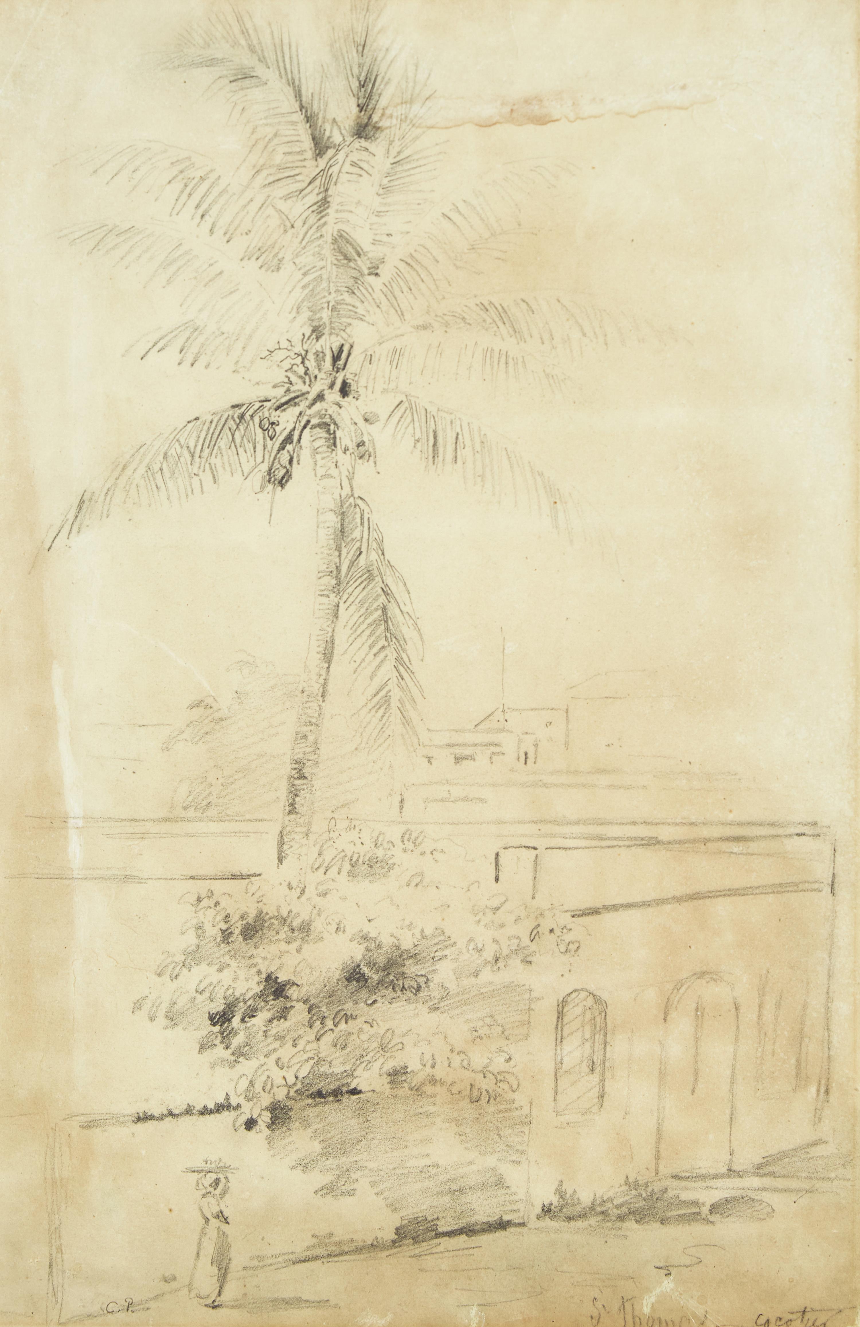 Cocotier (Saint Thomas)