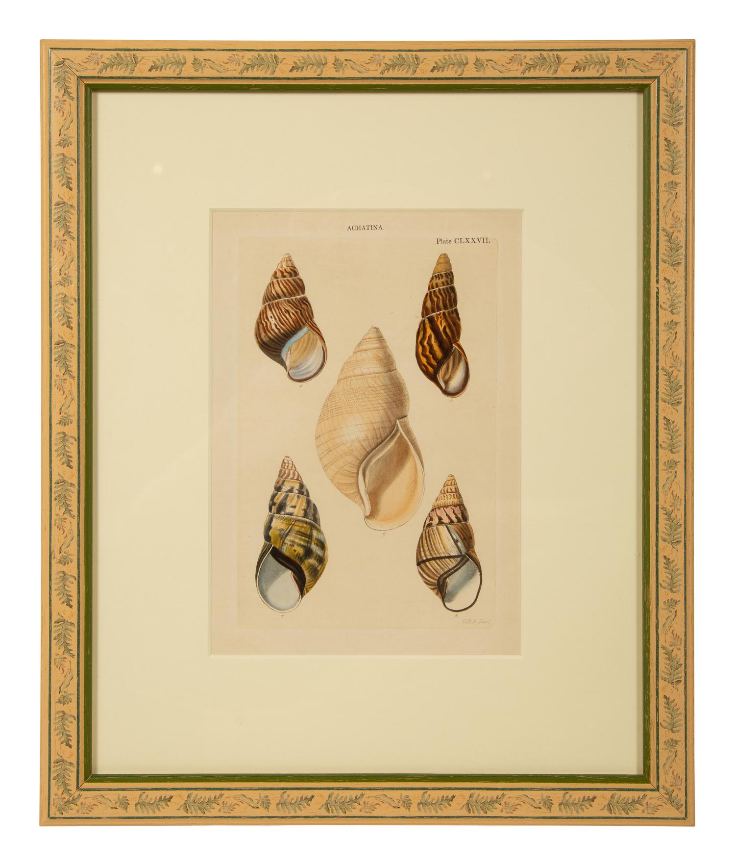 Conchologia Systematica: Eight Plates, 1841