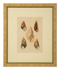 Conchologia Systematica: Eight Plates, 1841