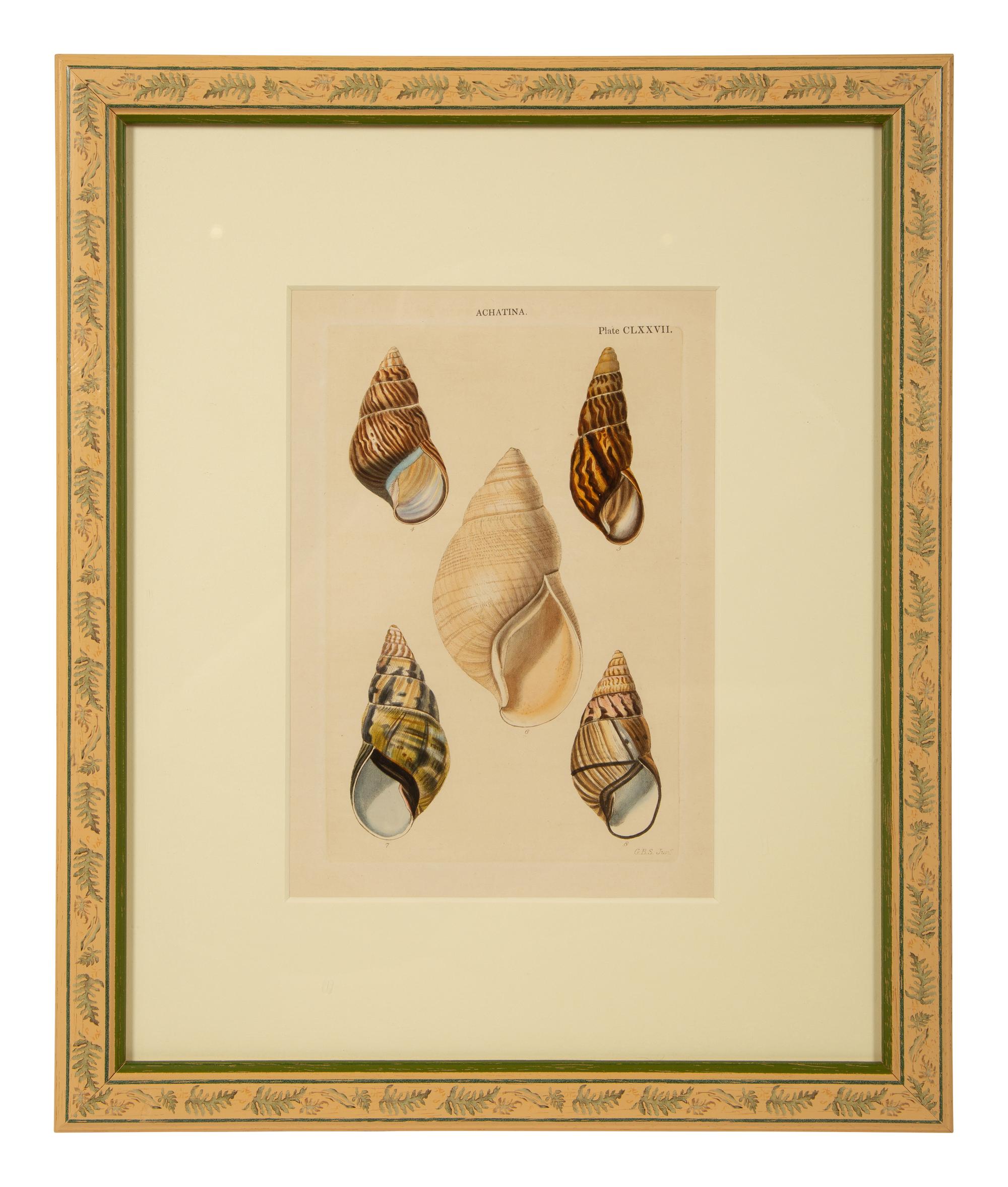 Conchologia Systematica: Eight Plates, 1841