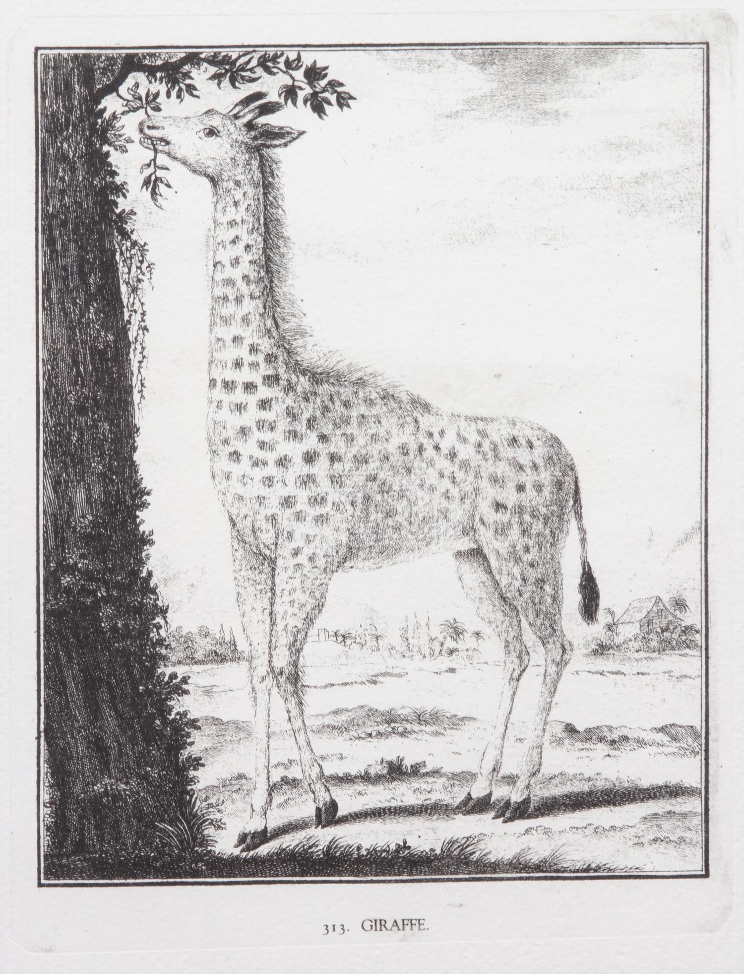 A Collection of Twenty Framed Black & White Animal Prints Framed size 21 3/4 x 19 1/2 inches. — 20TH CENTURY