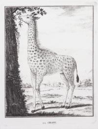 A Collection of Twenty Framed Black & White Animal Prints Framed size 21 3/4 x 19 1/2 inches. — 20TH CENTURY