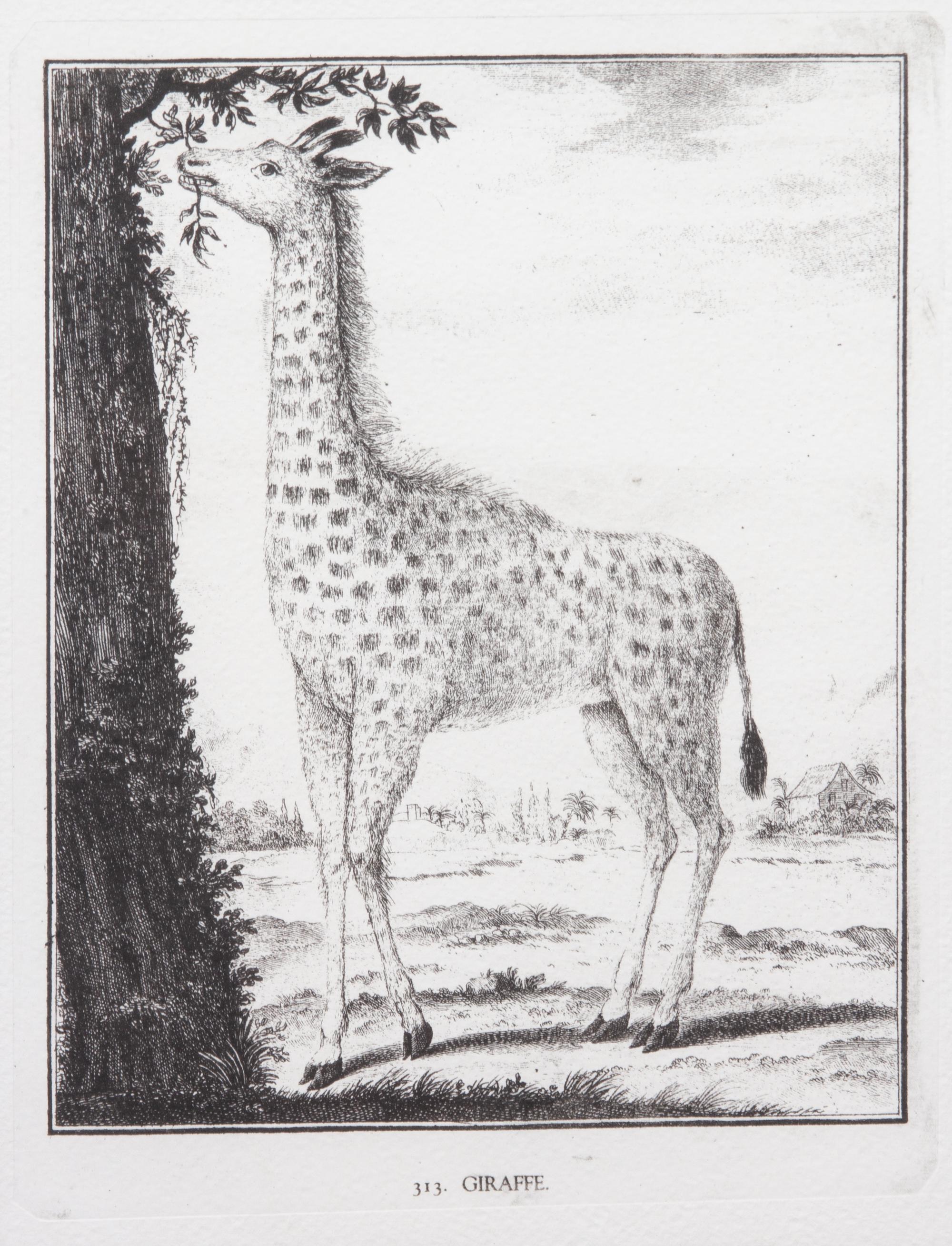 A Collection of Twenty Framed Black & White Animal Prints Framed size 21 3/4 x 19 1/2 inches. — 20TH CENTURY
