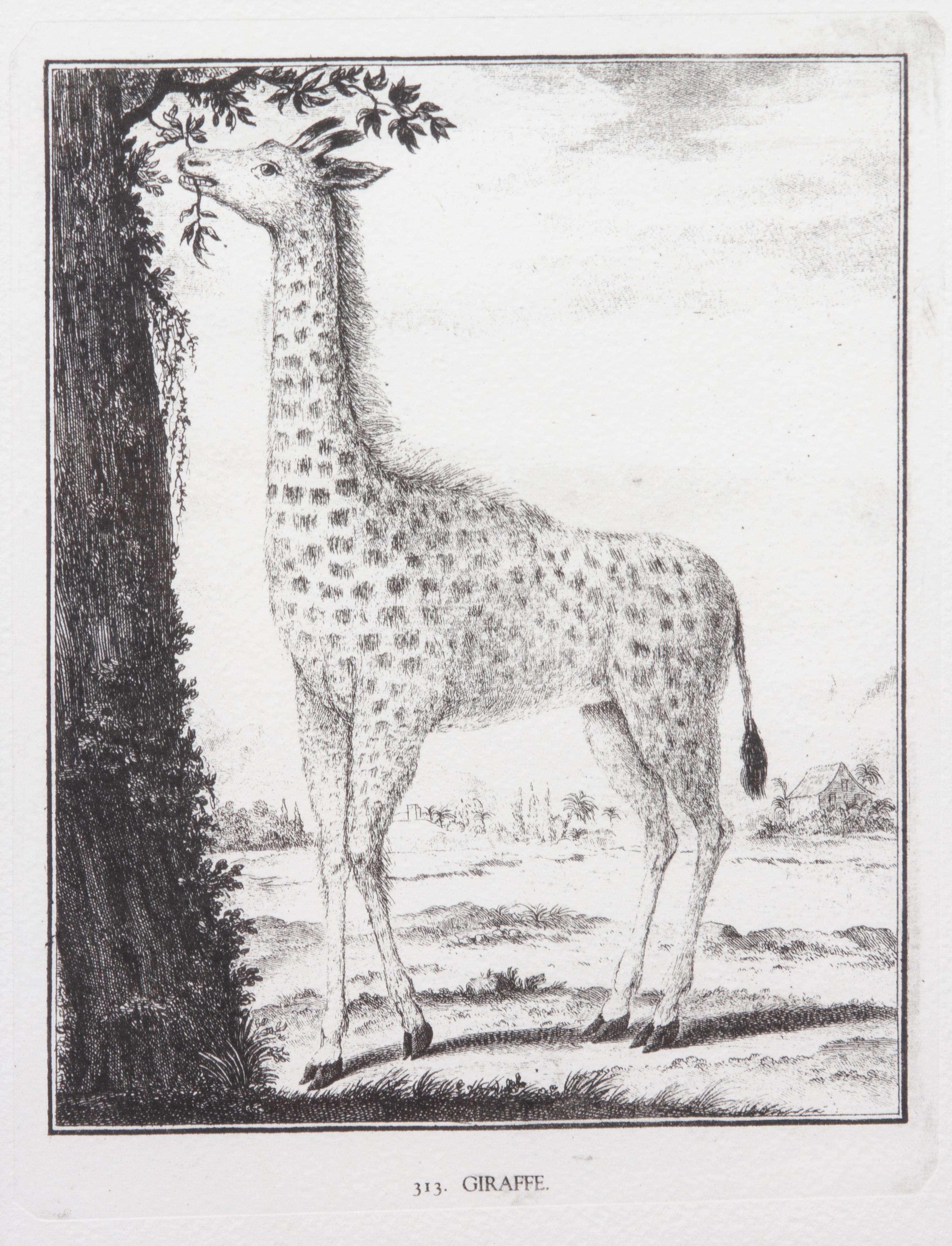 A Collection of Twenty Framed Black & White Animal Prints Framed size 21 3/4 x 19 1/2 inches. — 20TH CENTURY