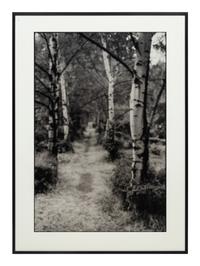 David Armstrong (1954-2014) Birches in Friedhof, Berlin; Shrubs at Versailles; and Building, Dresden, 1992-1993