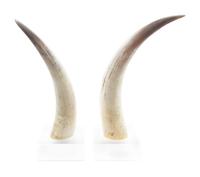 A Pair of Steer Horns Height overall 23 1/2 inches. — 20TH CENTURY