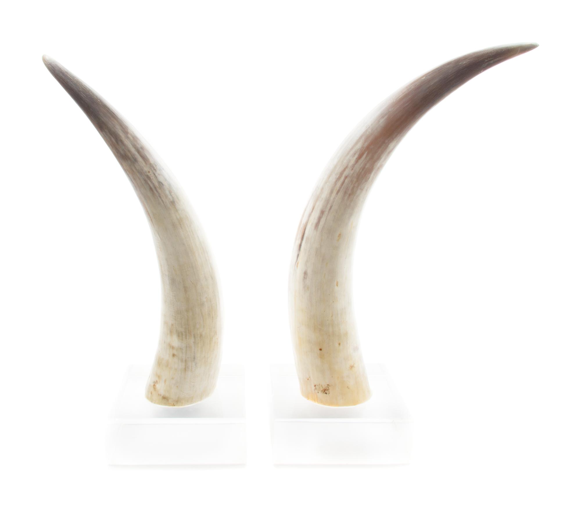 A Pair of Steer Horns Height overall 23 1/2 inches. — 20TH CENTURY