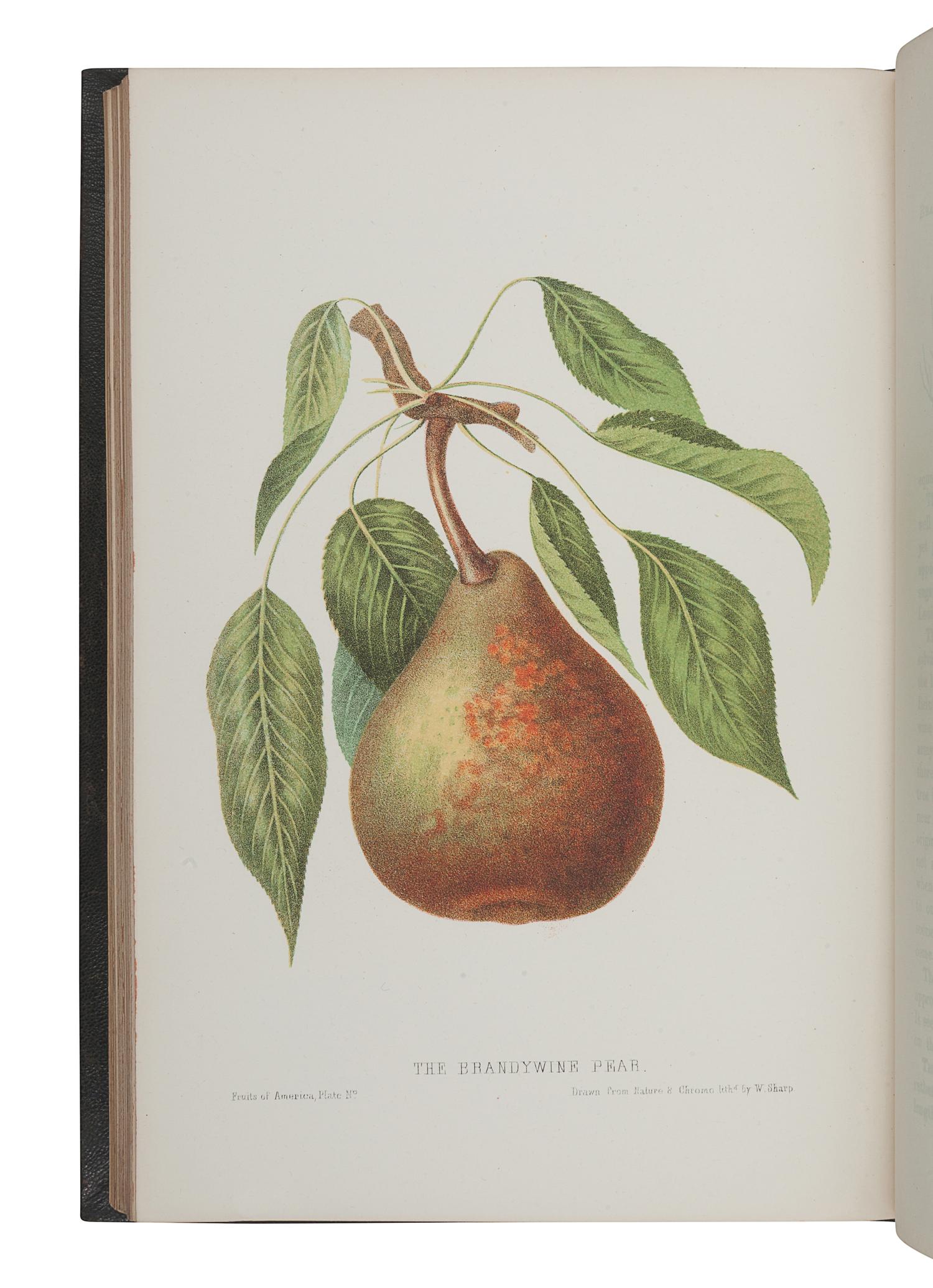 HOVEY, Charles Mason (1810-1887). The Fruits of America, containing richly colored figures and full descriptions of all the choicest varieties cultivated in the United States . Boston & New York: [Vol.I] Hovey & Co. and D. Appleton & Co. in New York, [Vol. II] Hovey & Co., 1852-1856.