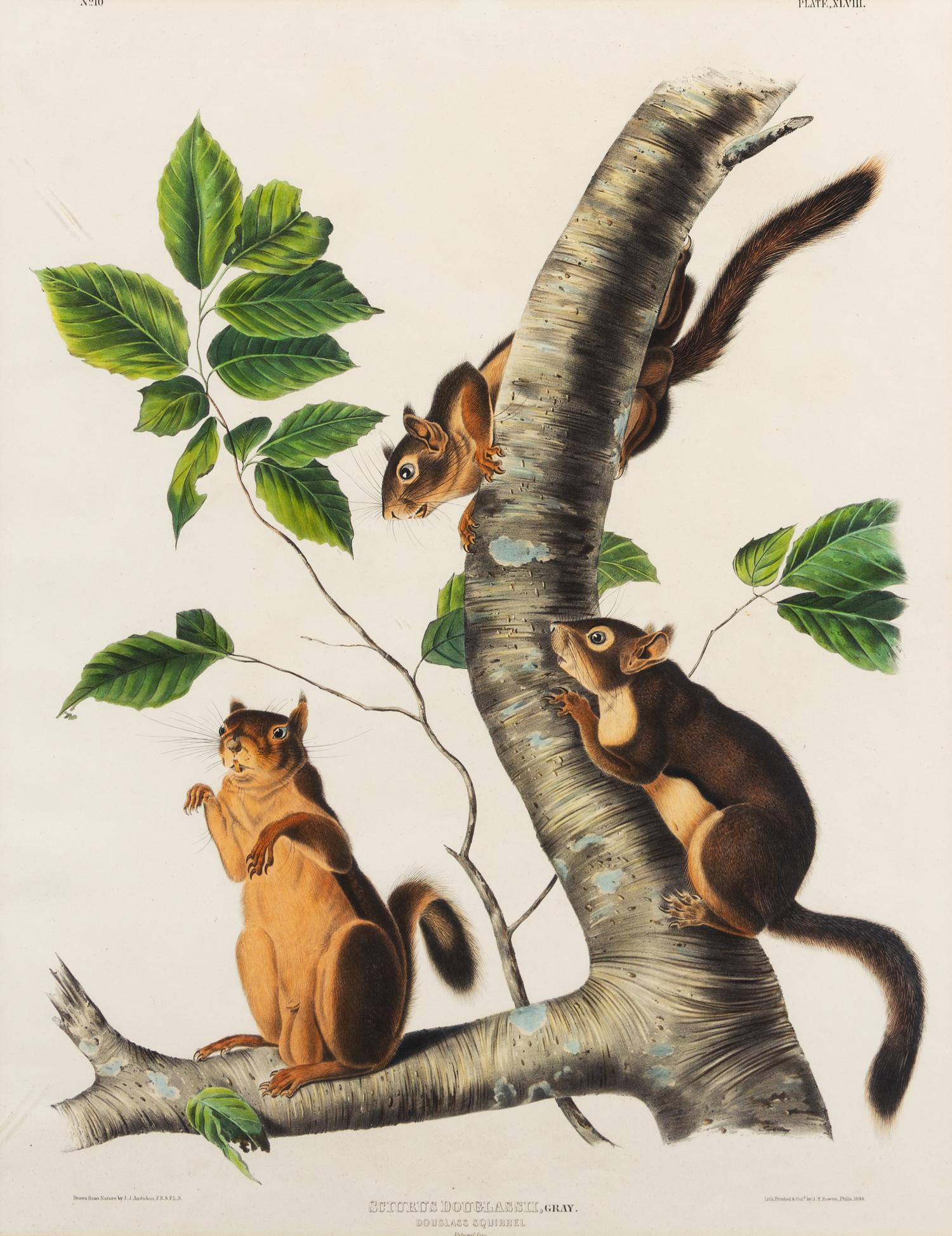 [NATURAL HISTORY]. After John James AUDUBON. Long Haired Squirrel -- Douglass Squirrel -- Fremont's Squirrel.