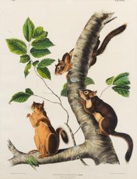 [NATURAL HISTORY]. After John James AUDUBON. Long Haired Squirrel -- Douglass Squirrel -- Fremont's Squirrel.