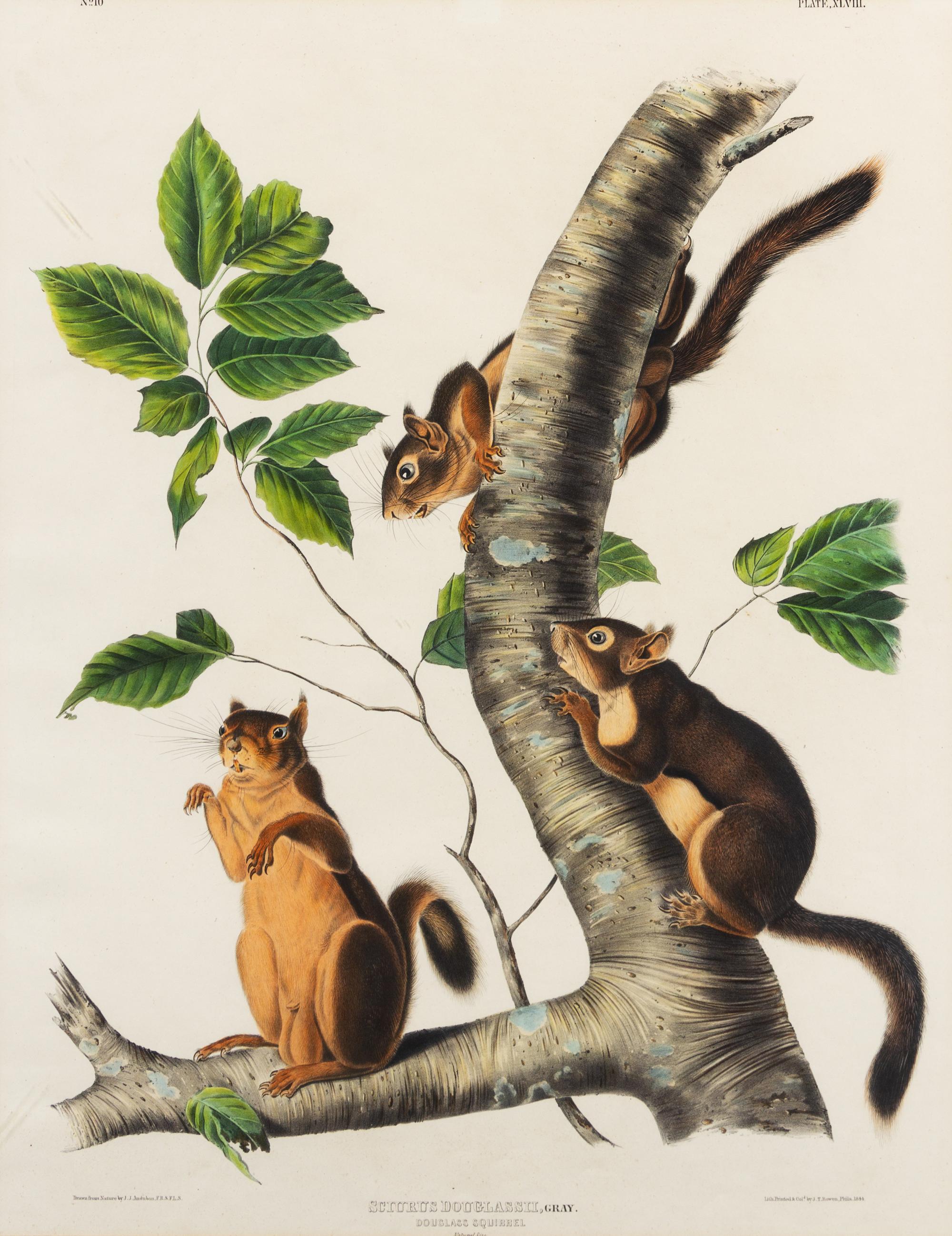 [NATURAL HISTORY]. After John James AUDUBON. Long Haired Squirrel -- Douglass Squirrel -- Fremont's Squirrel.