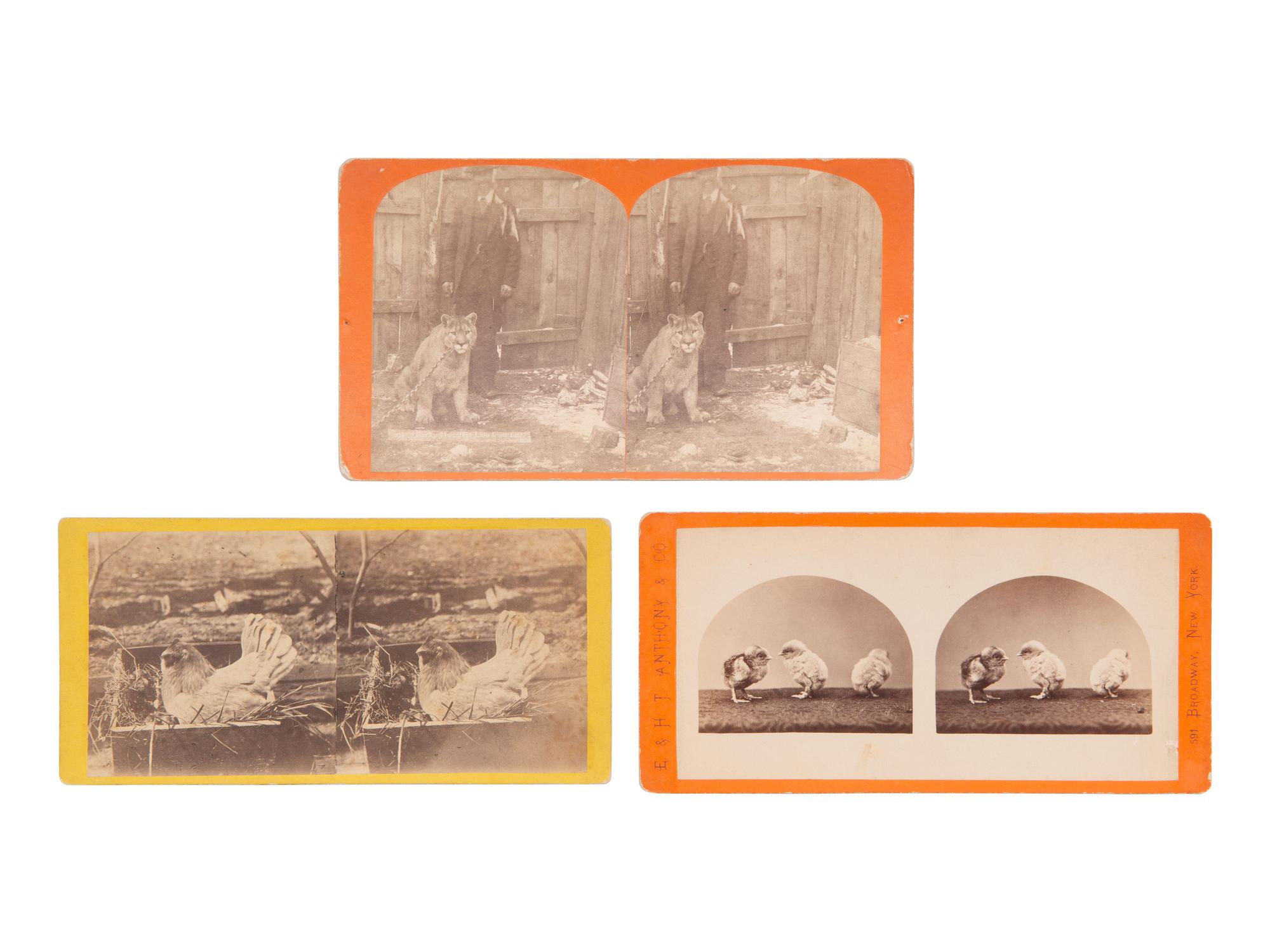 [EARLY PHOTOGRAPHY]. Assorted photographs of various animals incl. llamas, a weasel, a monkey, etc.