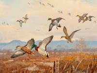 Flight