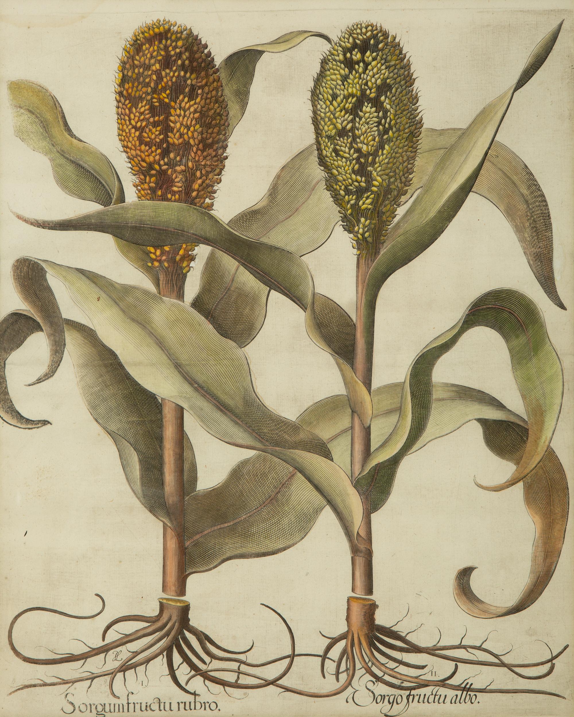 A Set of Six Hand-Colored Botanical Engravings After Basilius Besler (German, 1561-1629) — 19TH CENTURY