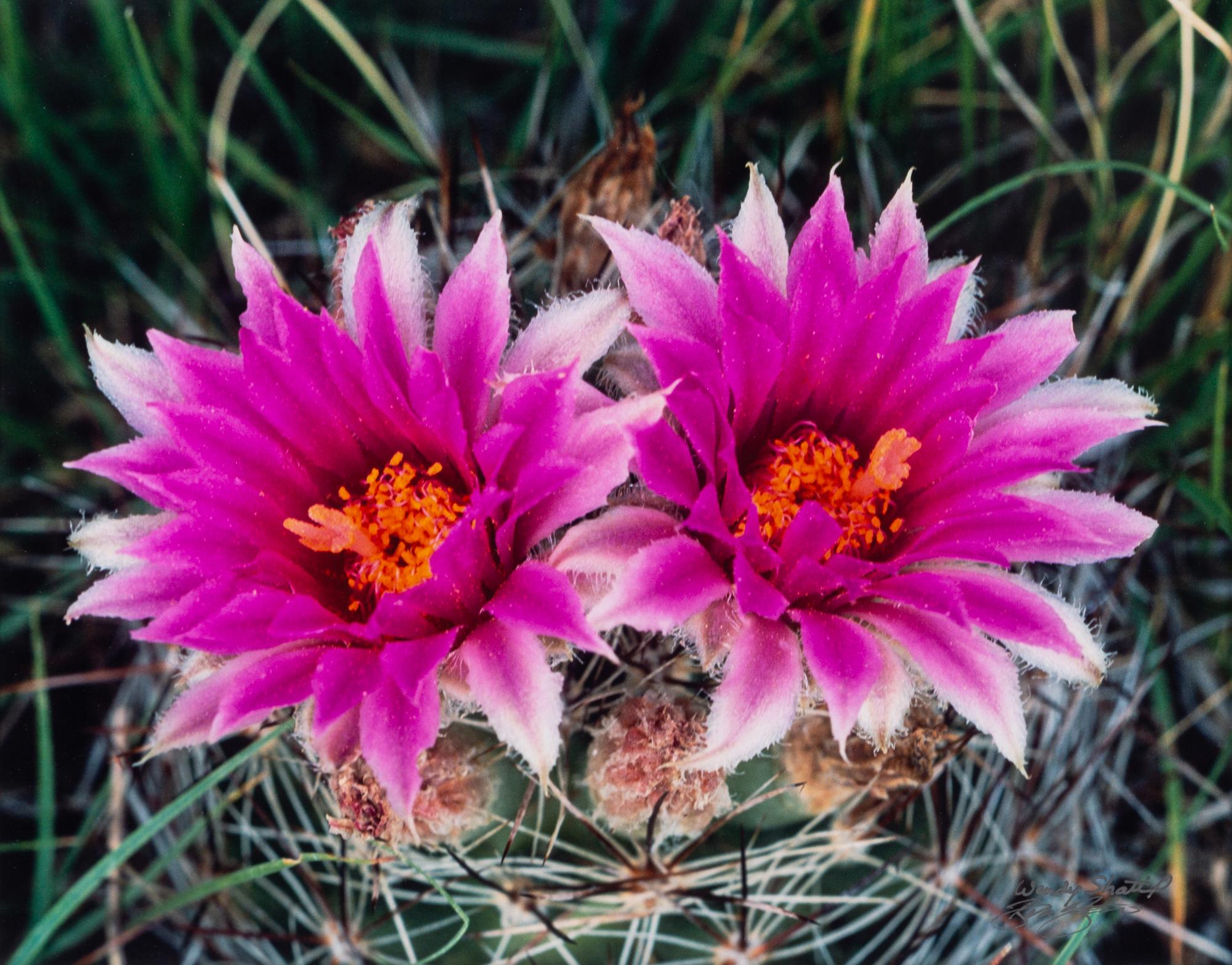 Prairie Vision: Images from a Sea of Grass (2002) Twenty Color Photographs