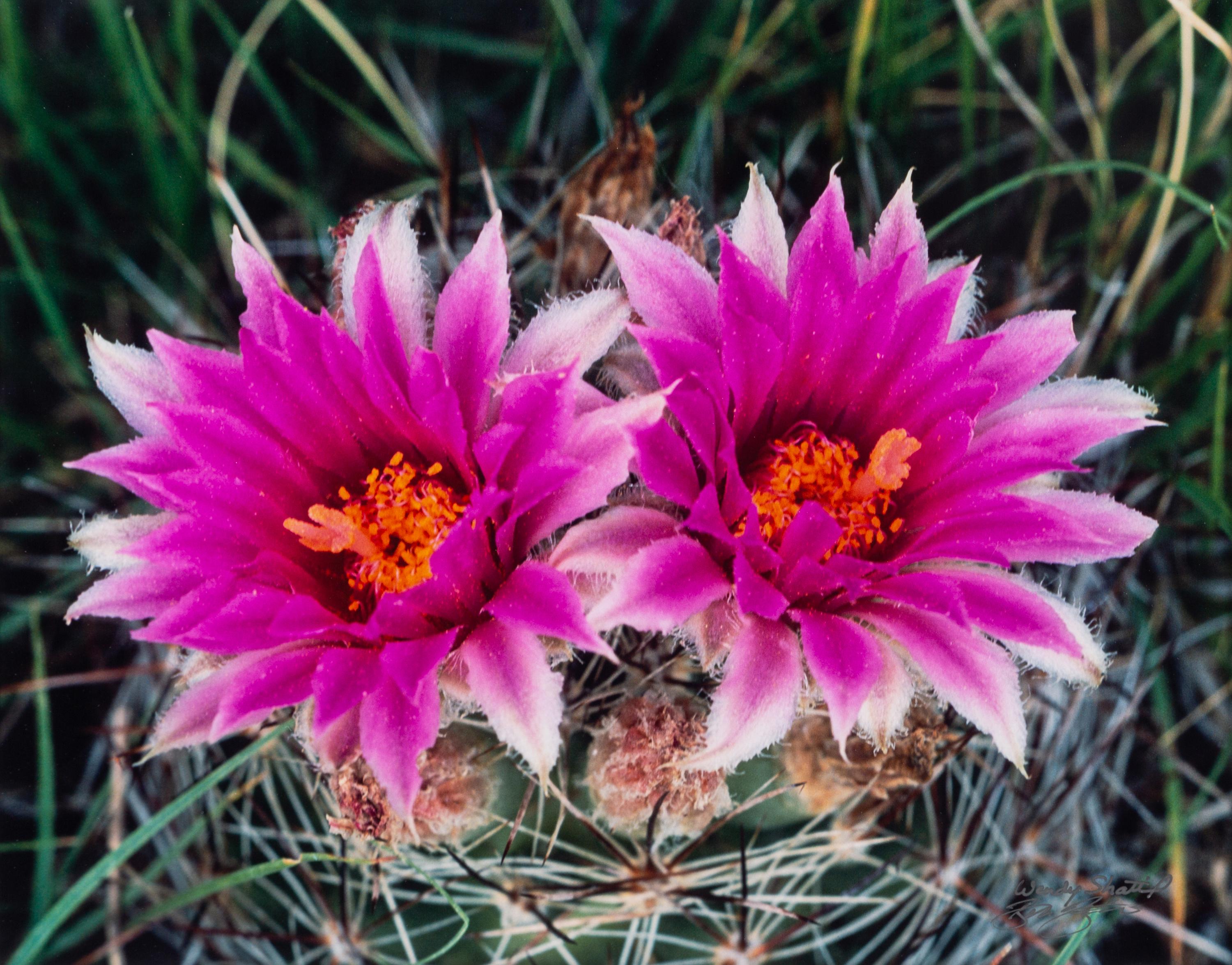 Prairie Vision: Images from a Sea of Grass (2002) Twenty Color Photographs