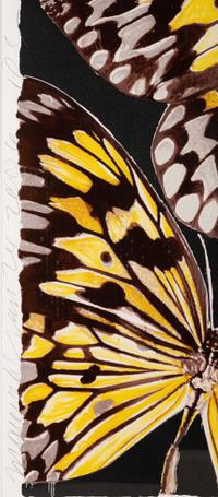 Monarchs