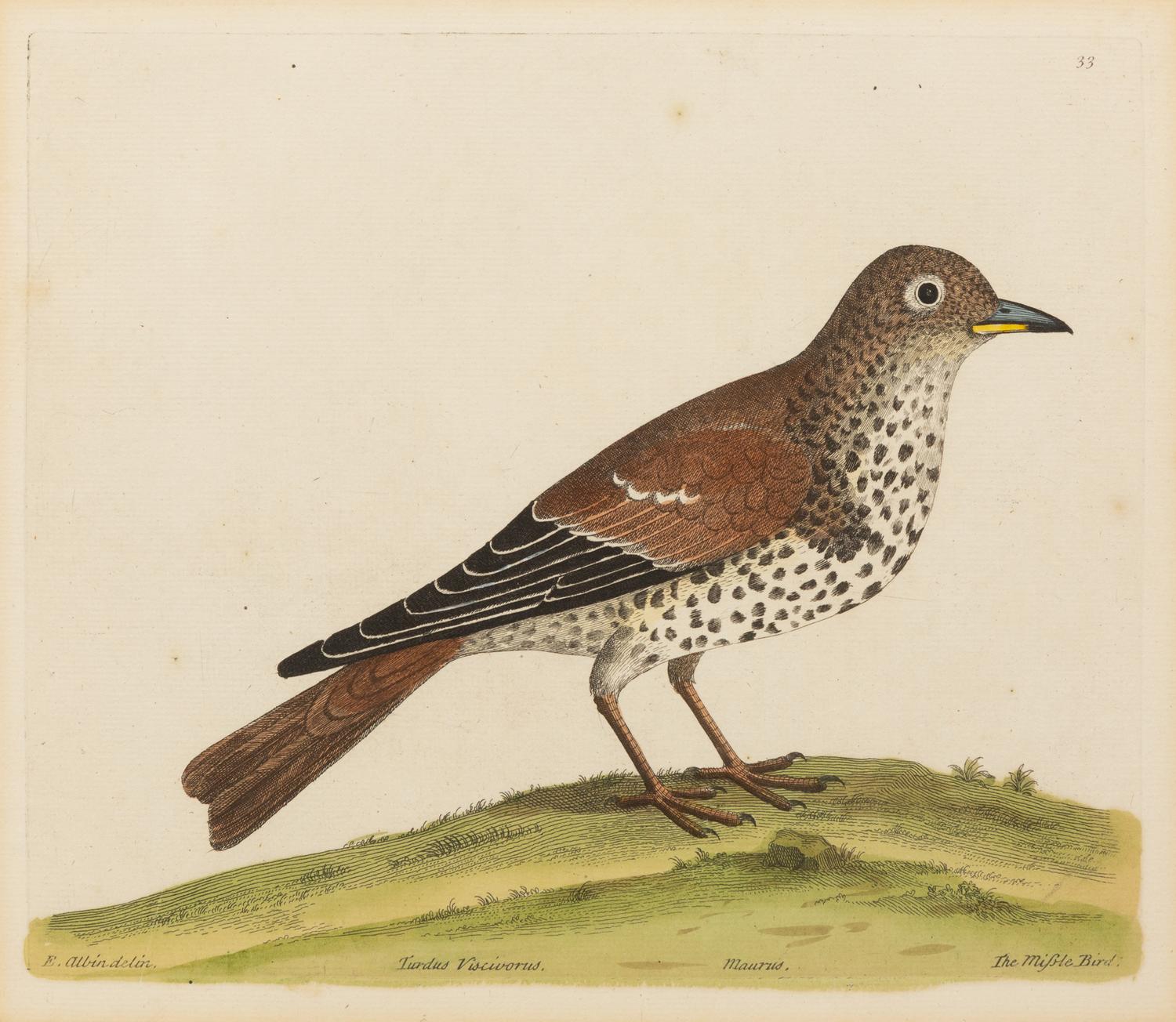 A Pair of Hand Colored Ornithological Engravings