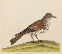 A Pair of Hand Colored Ornithological Engravings