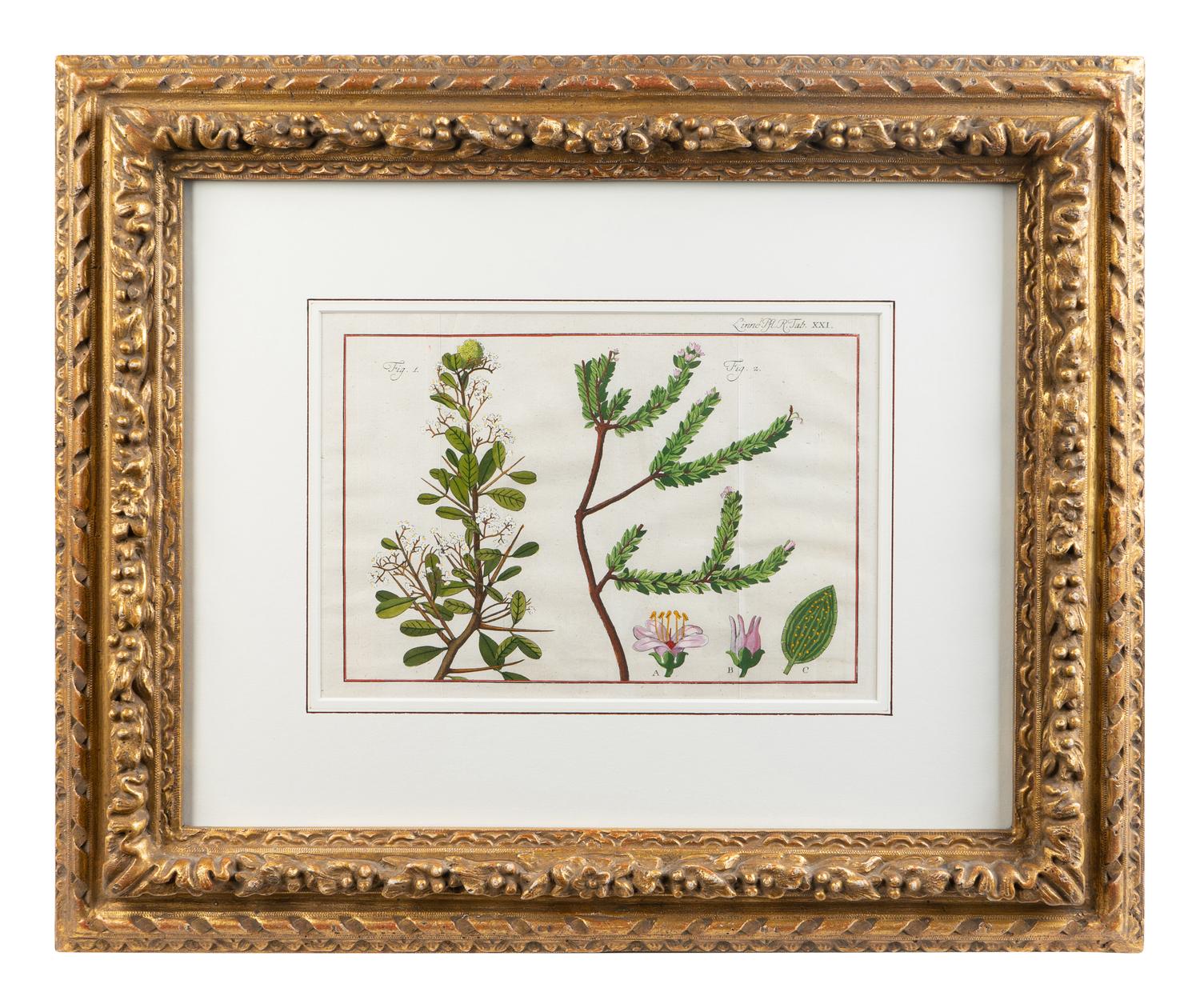 Two Pairs of Hand-Colored Engravings After Henri-Joseph Redoute and Carl Linnaeus — LATE 18TH CENTURY