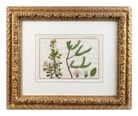 Two Pairs of Hand-Colored Engravings After Henri-Joseph Redoute and Carl Linnaeus — LATE 18TH CENTURY