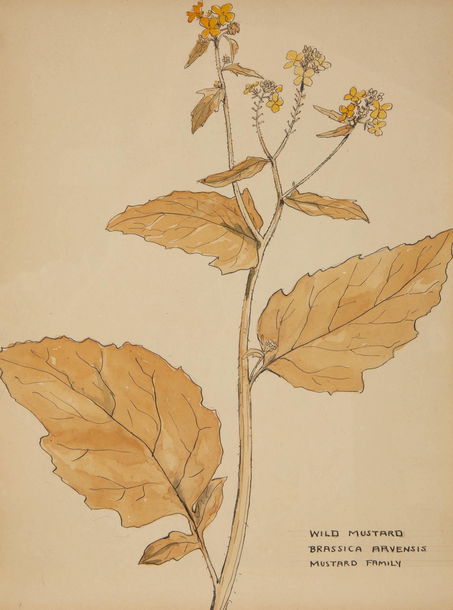 Eighteen Botanical Watercolors