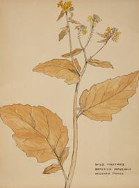 Eighteen Botanical Watercolors