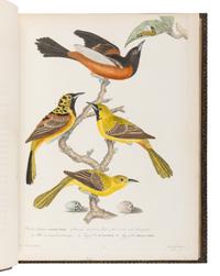 WILSON, Alexander (1766-1813). A merican Ornithology; or, The Natural History of the Birds of the United States . Philadelphia: Bradford and Inskeep, 1808-1814. [ With :] BONAPARTE, Charles Lucian. American Ornithology; Or, the Natural History of Birds Inhabiting the United States. Not Given by Wilson ... Philadelphia: Samuel Augustus Mitchell, Carey, Lea, and Carey, 1825-1833.