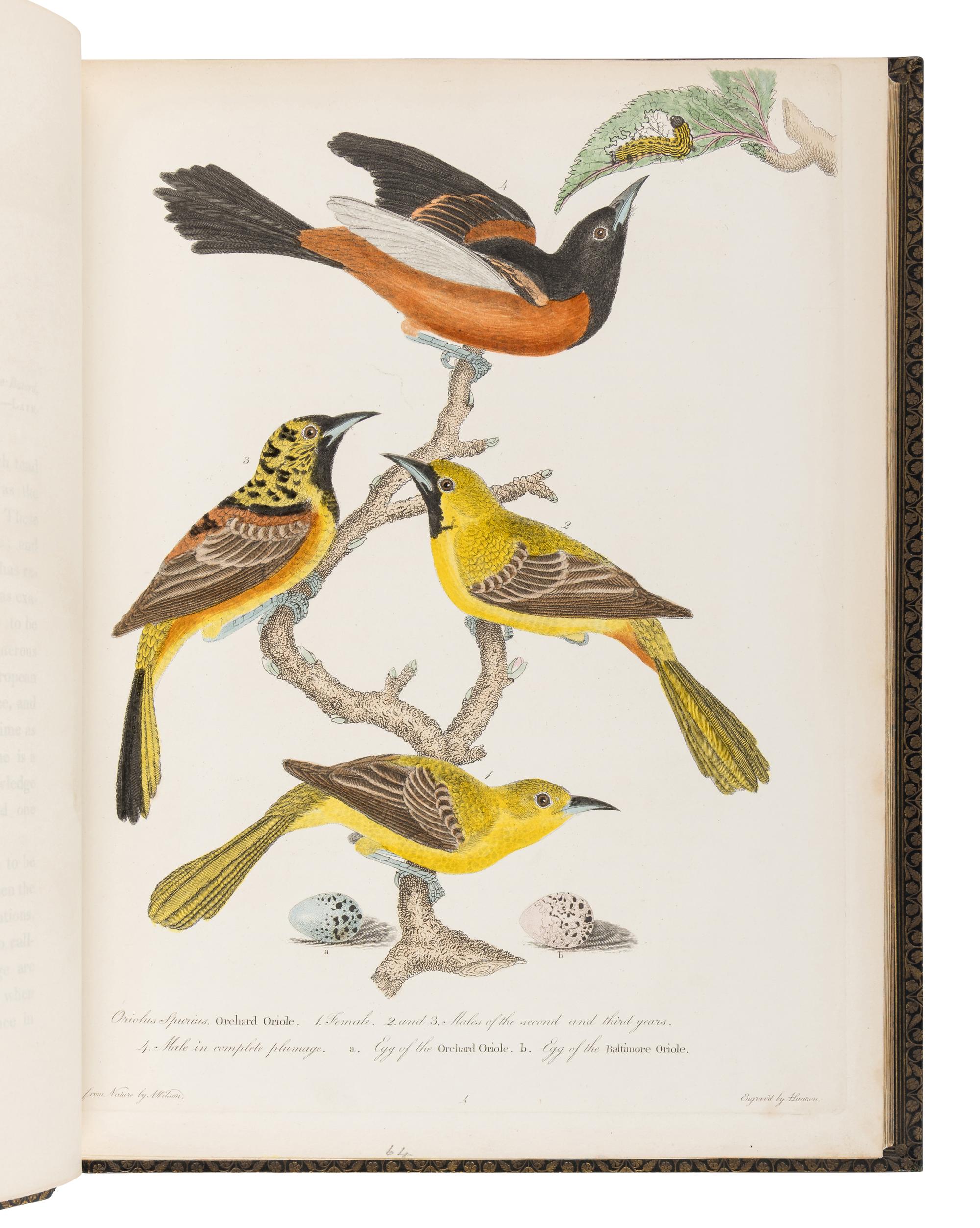 WILSON, Alexander (1766-1813). A merican Ornithology; or, The Natural History of the Birds of the United States . Philadelphia: Bradford and Inskeep, 1808-1814. [ With :] BONAPARTE, Charles Lucian. American Ornithology; Or, the Natural History of Birds Inhabiting the United States. Not Given by Wilson ... Philadelphia: Samuel Augustus Mitchell, Carey, Lea, and Carey, 1825-1833.