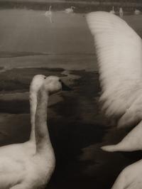 A group of six photographs from the Natural History series