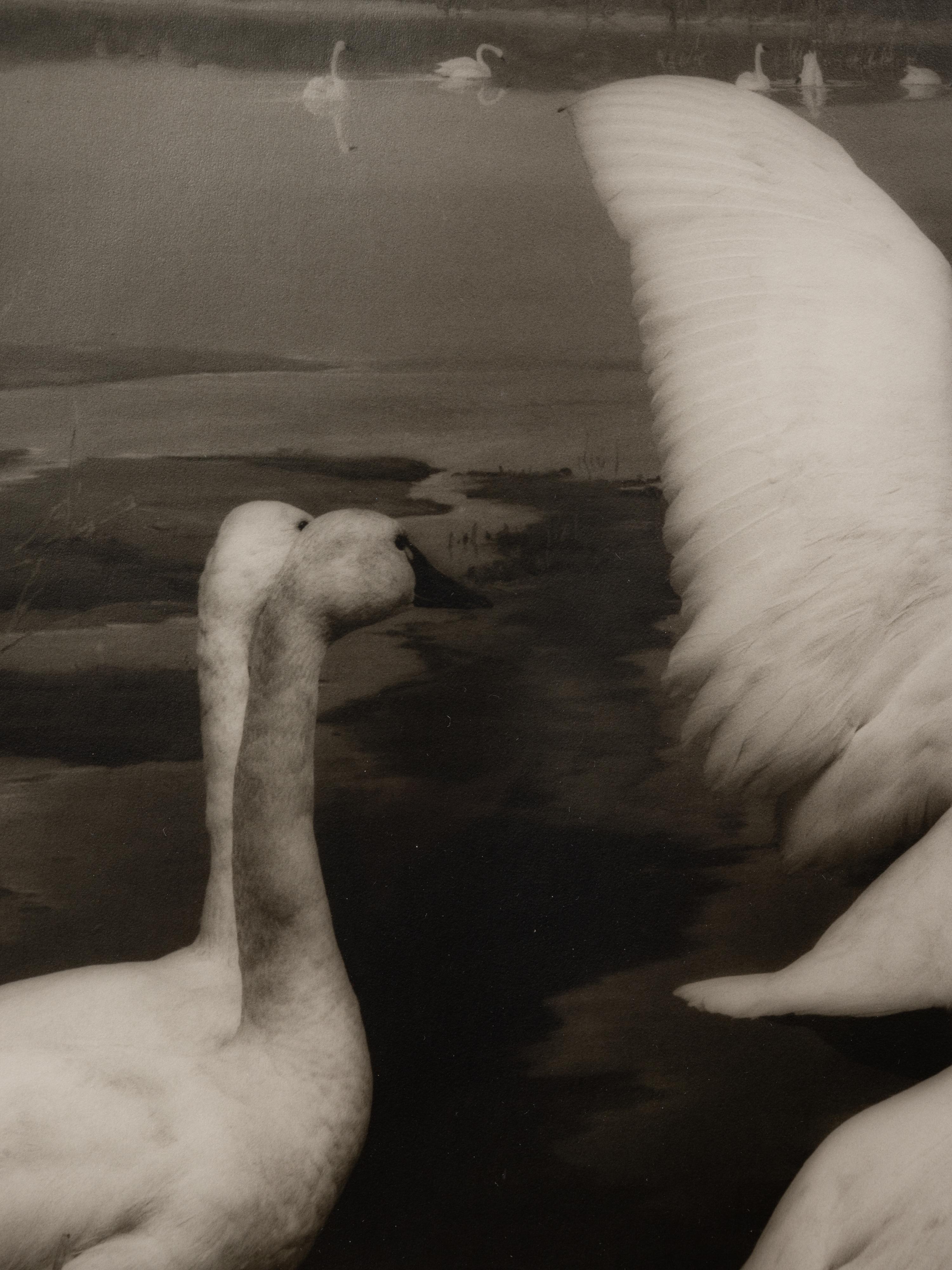A group of six photographs from the Natural History series
