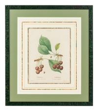 Six French Botanical Prints