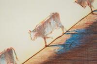 Three Cows