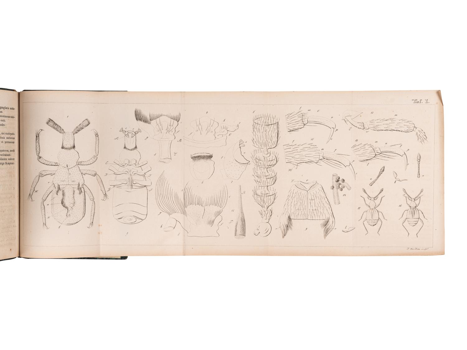 [ENTOMOLOGY & BEETLES]. A group of 47 works, comprising: