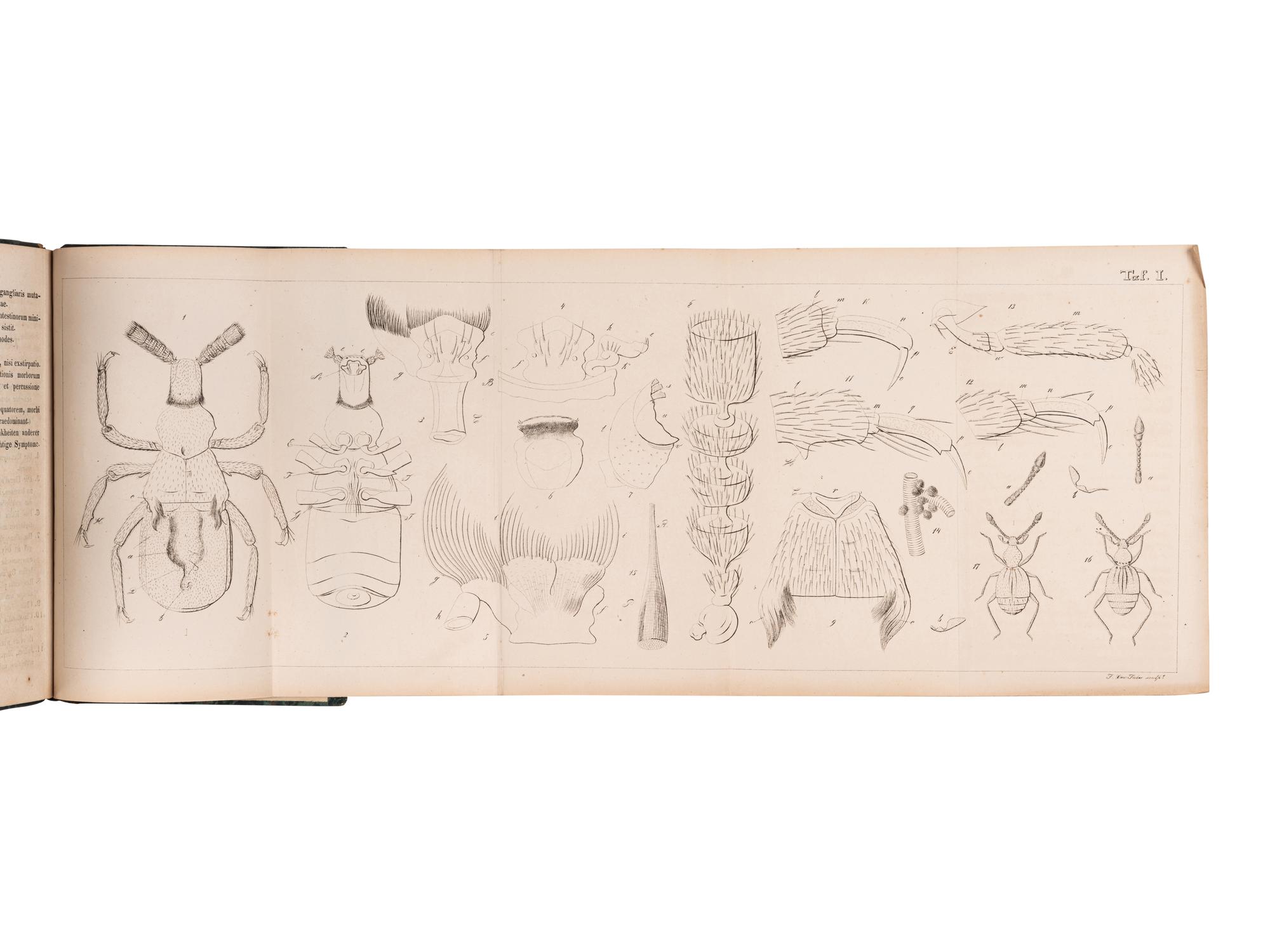 [ENTOMOLOGY & BEETLES]. A group of 47 works, comprising: