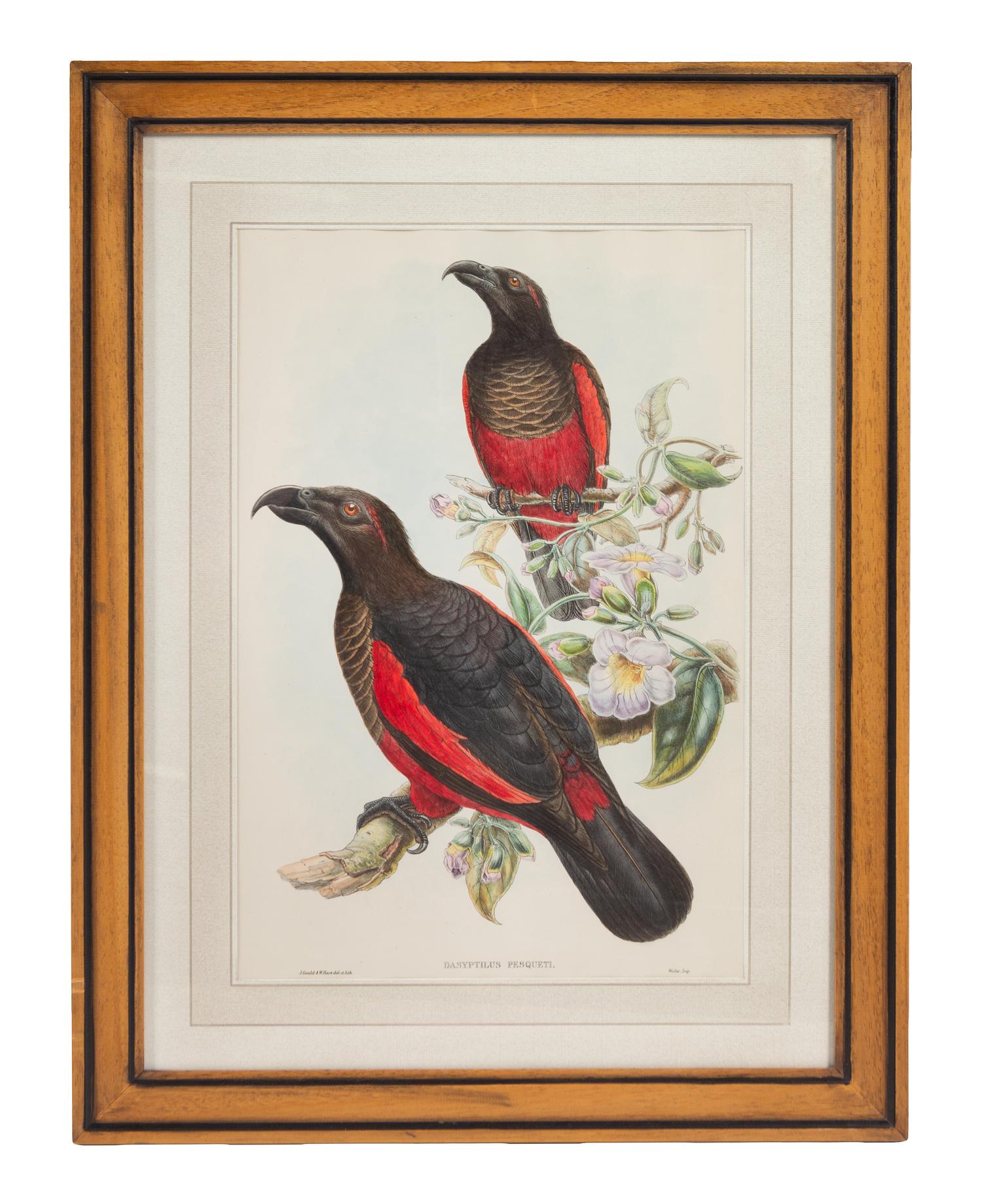 John Gould and Henry Constantine Richter (British, 19th Century)