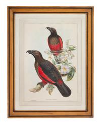 John Gould and Henry Constantine Richter (British, 19th Century)