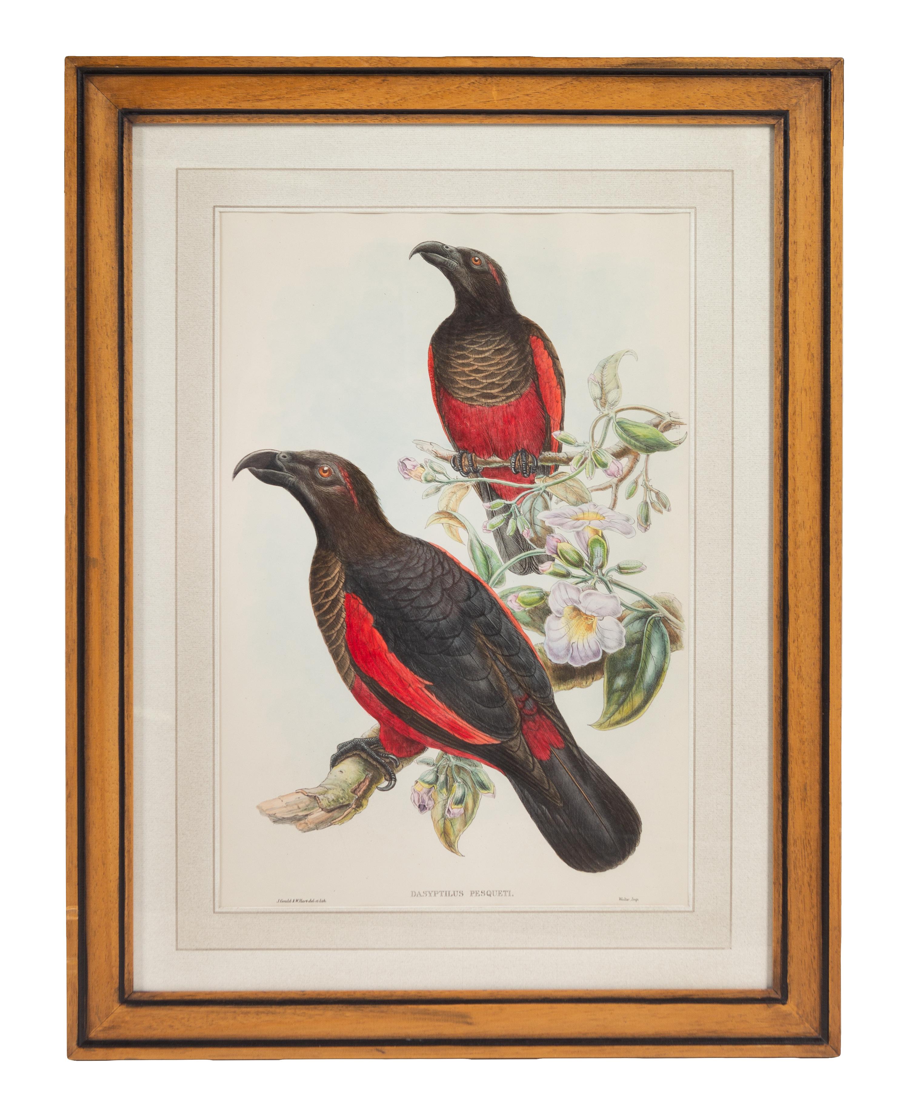John Gould and Henry Constantine Richter (British, 19th Century)